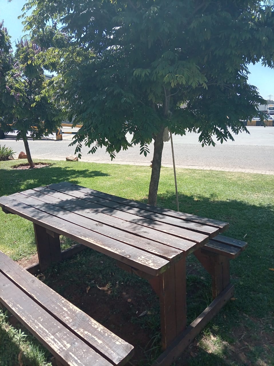Our wooden picnic bench under the leafy tree at work